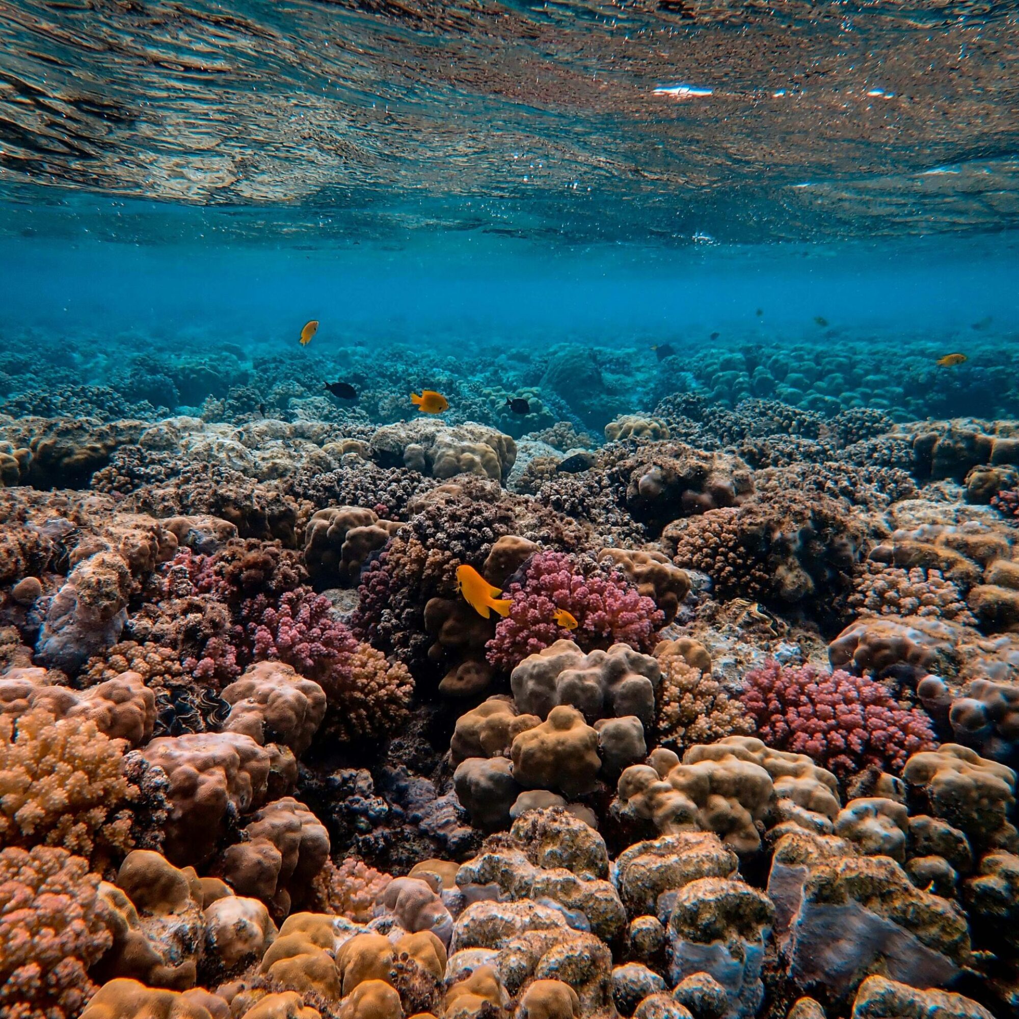 West Africa’s Dying Reefs: A Call to Save an Ecosystem at the Brink of Extinction