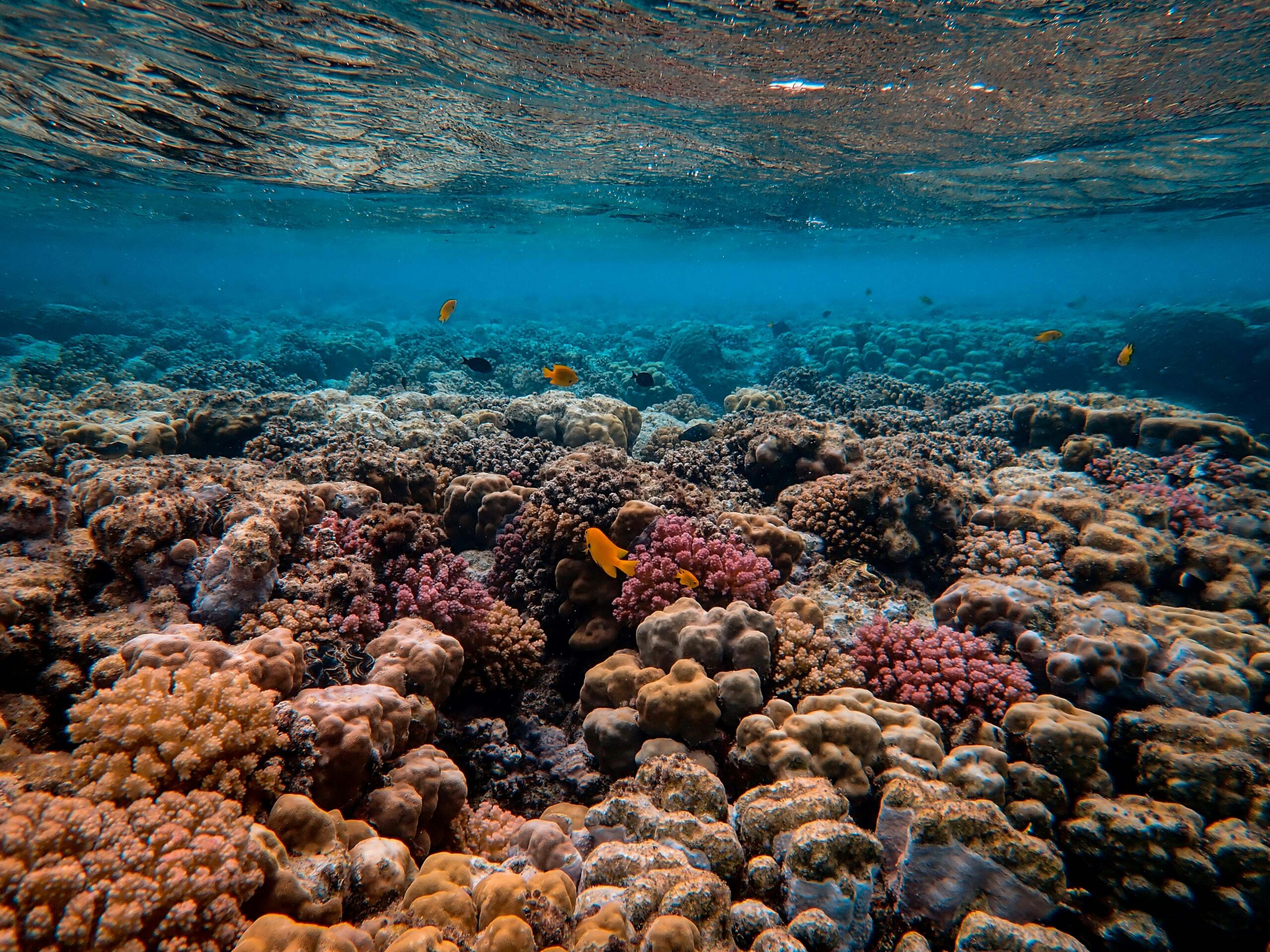 You are currently viewing West Africa’s Dying Reefs: A Call to Save an Ecosystem at the Brink of Extinction