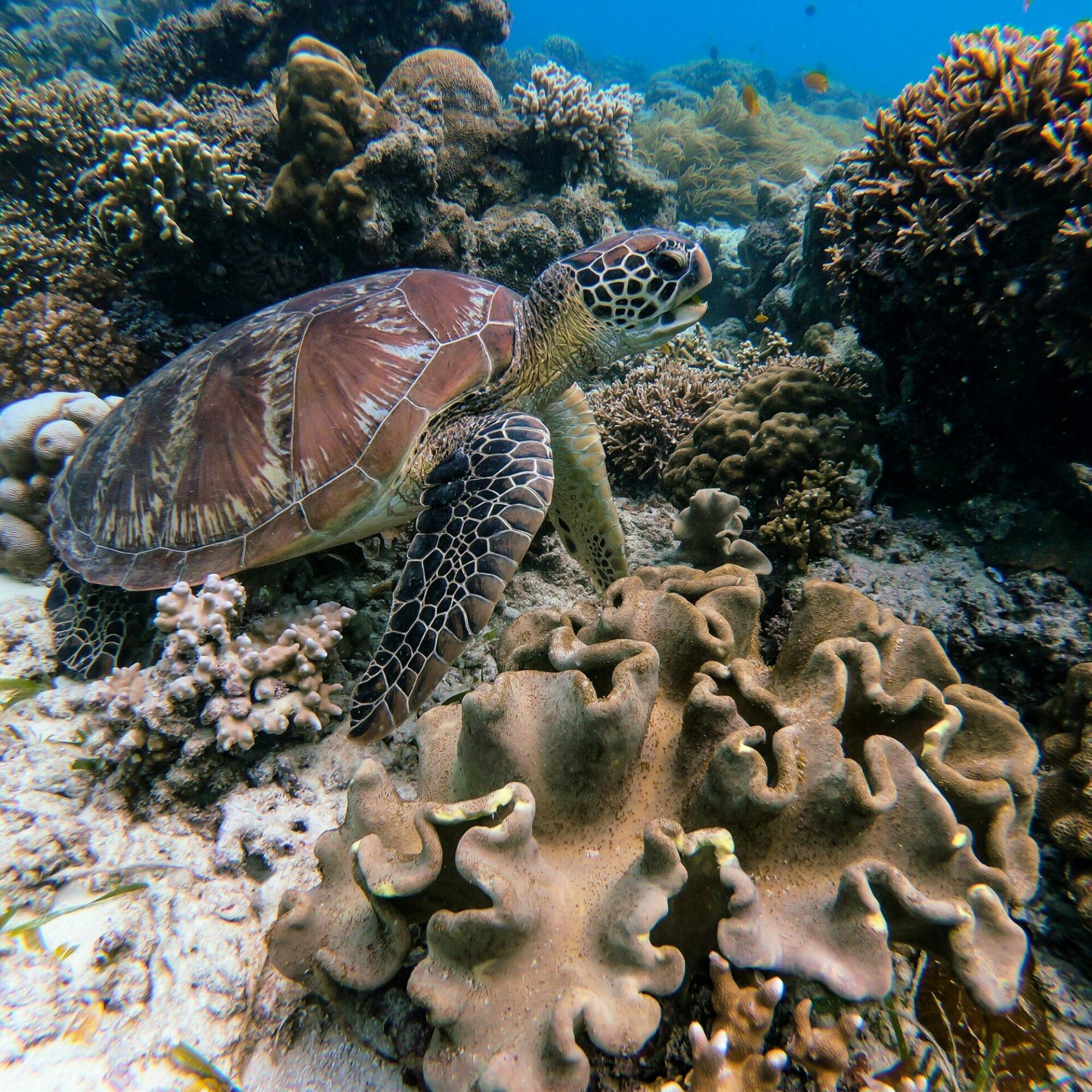 Under Siege: The Fight to Save Coral Reefs from Bleaching