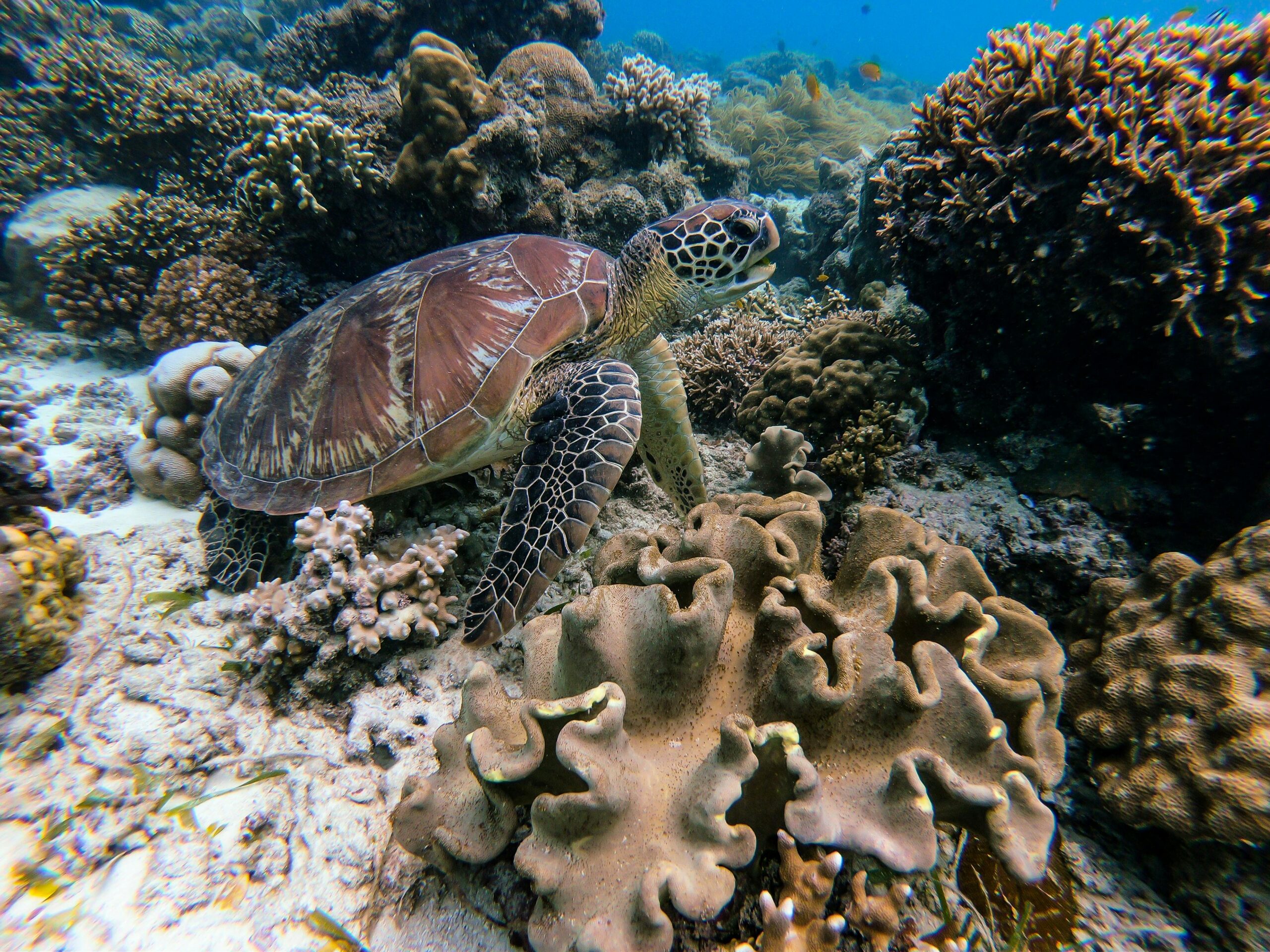 You are currently viewing Under Siege: The Fight to Save Coral Reefs from Bleaching