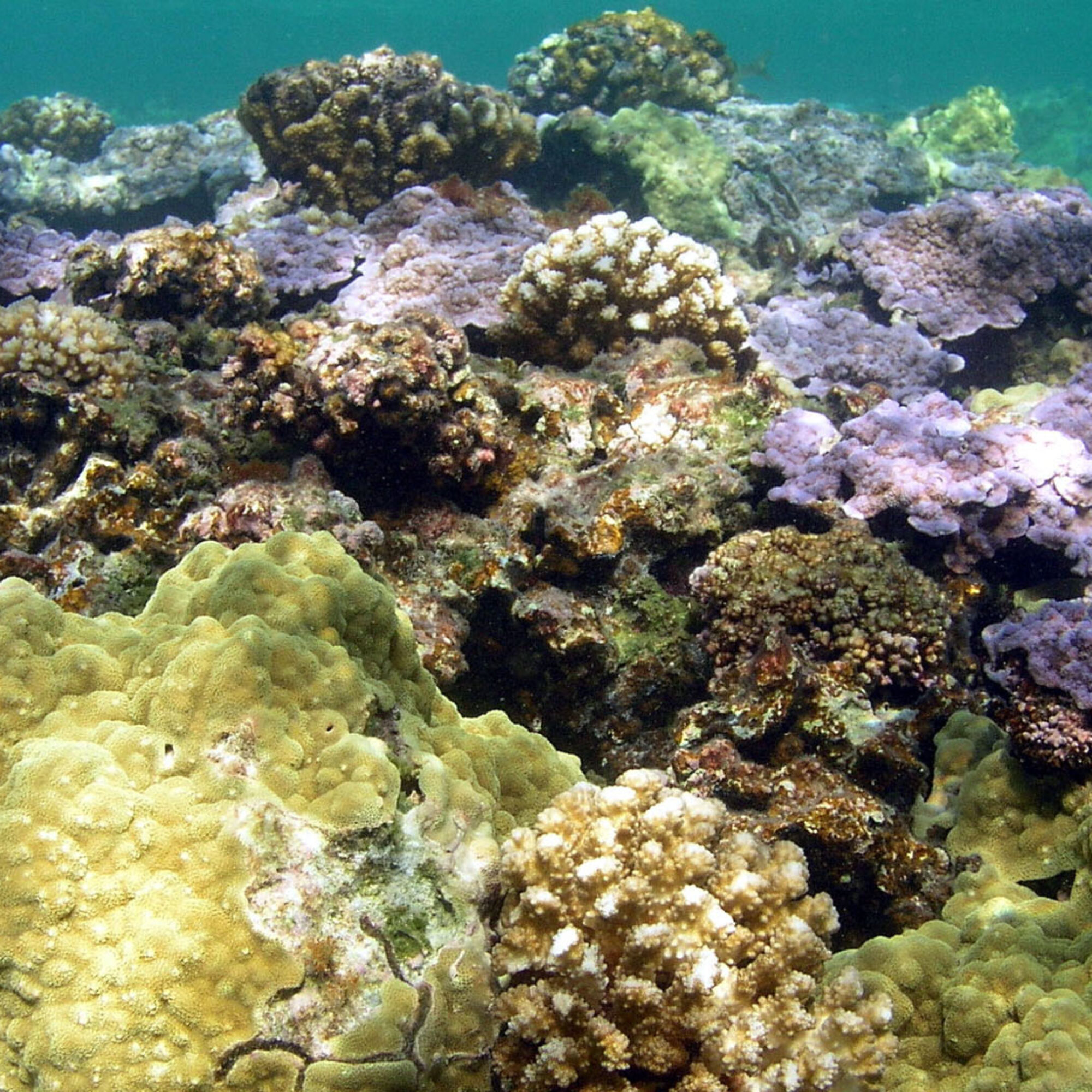 The Silent Killer: How Ocean Acidification Threatens Marine Life