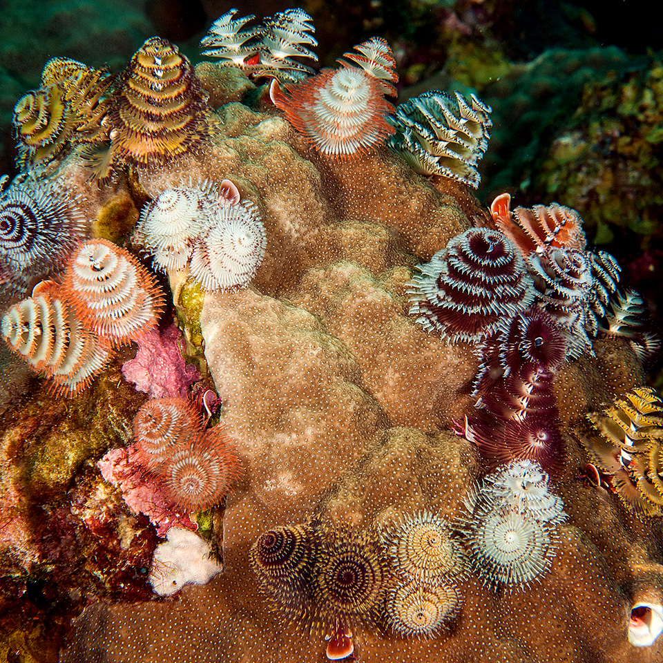 You are currently viewing The Ocean’s Beautiful Christmas Tree Worm: A December Delight